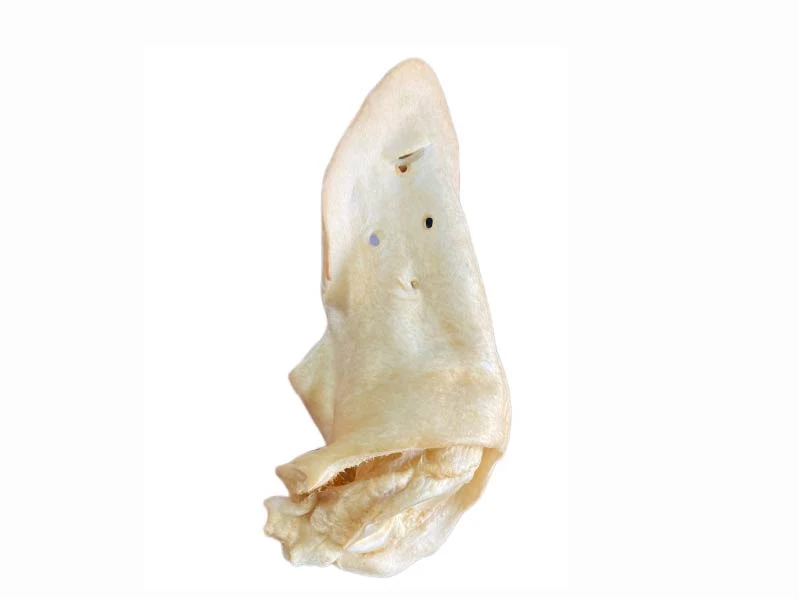 Oreja de Vaca Grandes x Unidad